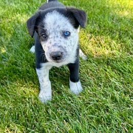 Havana - Black and white female Border Collie puppy in Centerville, Washington from Forthright Farms