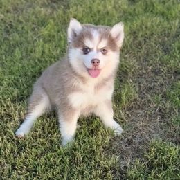 Pluto - Lavender male Pomsky puppy in Mesa, Arizona from Platinum Pomskies