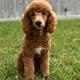 Cooper