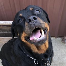 Rottweilers from Spayd’s Rottweilers