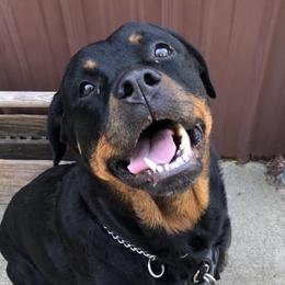 Rottweilers from Spayd’s Rottweilers