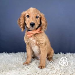 Johnny - Red male Companion Cross puppy in Utah County, Utah from Big Hearted Breeders