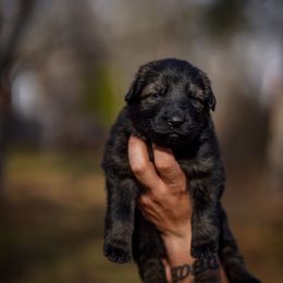 Catalina - Sable female German Shepherd puppy in Knowlton Township, New Jersey from Augenblick Kennels
