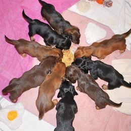 Dachshund Puppies from Kathy Swaim's Dachshund