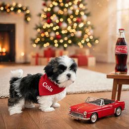 Shichon and Shih Tzu Puppies from Angie’s Teddy Bear Puppies Minnesota