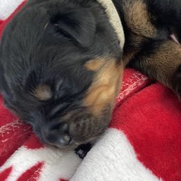 Rottweiler Puppies from Von Zak Kennels
