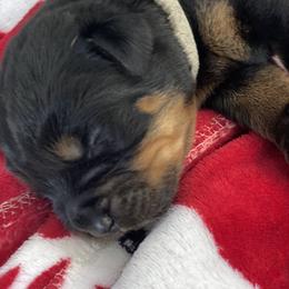 Rottweiler Puppies from Von Zak Kennels