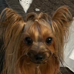 Tatum - Yorkshire Terrier