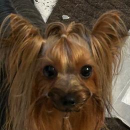 Tatum - Yorkshire Terrier