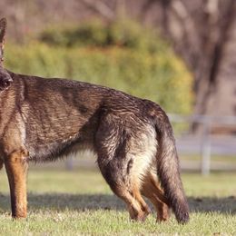 Zena - German Shepherd