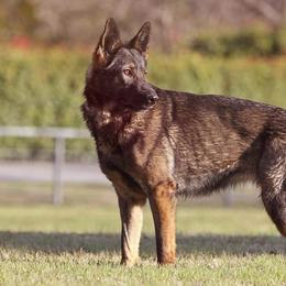 Zena - German Shepherd