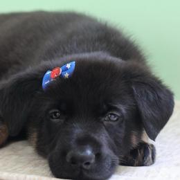 Genevive - Black and cream female German Shepherd puppy in De Land, Florida from 3B’s Animal Artistry