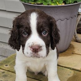 English Springer Spaniel puppies from Davis English Springer Spaniels