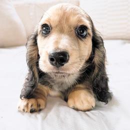 Ranger 3750 - Cream male Dachshund puppy in Sylvania, Alabama from Yancey’s Doxies