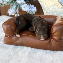 Ophelia - Phantom female Bernedoodle puppy in Wamego, Kansas from Doodles of Oz