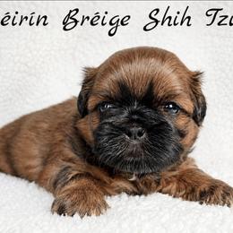 AKC Red Female (Light Pink Collar) - Red female Shih Tzu puppy in Las Vegas, Nevada from Beirin Breige Shih Tzus