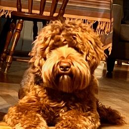 Poet - Australian Labradoodle