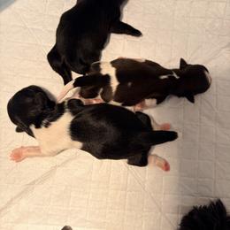 Lilly - Black and white female Shih Tzu puppy in Hemet, California from Aloha Shih Tzu
