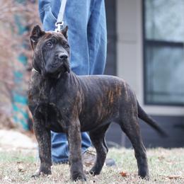 Light Pink Collar - Tiger female Perro de Presa Canario puppy in Pocahontas, Illinois from Cabeza Grande Kennel