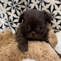 Shih Tzus from Donna's Puppies