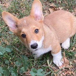 American Corgis and Pembroke Welsh Corgis from Blacketers Corgis