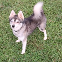 Alaskan Klee Kai and Rat Terriers from Gems Rat Terriers