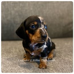 Dachshund Puppies from Lavender and Willow Dachshunds