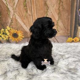 Bruce - Black male Schnoodle puppy in Macks Creek, Missouri from Fluffy Buttz