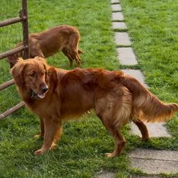 Finn - Golden Retriever