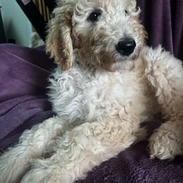 Autumn - Parti female Goldendoodle puppy in Lowville, New York from Adirondack Labradoodles