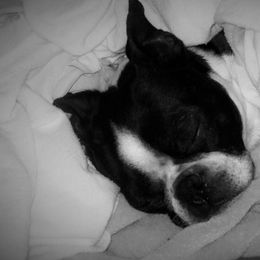 Boston Terriers from Karen's Boston Terriers