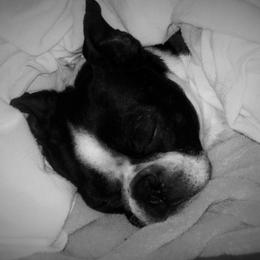 Boston Terriers from Karen's Boston Terriers