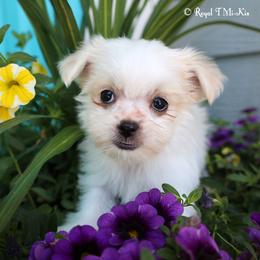 Yolanda - White female Mi-Ki puppy in Elizabeth, Colorado from Royal T Mi-Kis