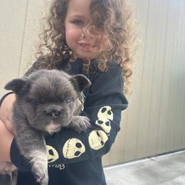 French Bulldog Puppies from Jasmine McMurtry