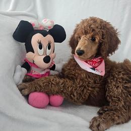 Red Hot - Red  male Poodle puppy in Milford, Michigan from Cuddley-Poods Moyen poodles