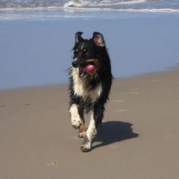 Australian Shepherds from Boundless Joy Aussies