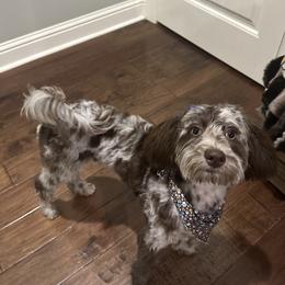 Aussiedoodle Puppies from Dani's Dandy Doodles