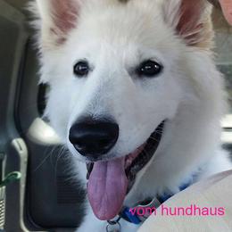 Berger Blanc Suisse and German Shepherd Puppies from Vom Hundhaus German Shepherds