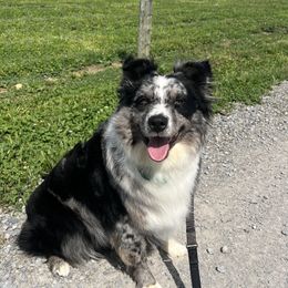 Australian Shepherds from Kreger Farms
