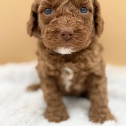 Lavender - Red female Australian Labradoodle puppy in Antelope, California from Adorable Labradoodle
