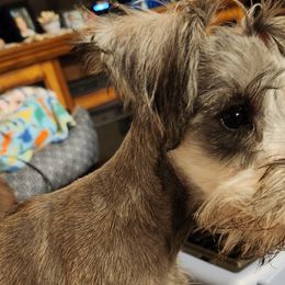 Girl 1 - Salt and pepper Miniature Schnauzer puppy in Paducah, Kentucky from Nubby's Legacy Schnauzers of Western KY