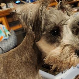 Girl 1 - Salt and pepper Miniature Schnauzer puppy in Paducah, Kentucky from Nubby's Legacy Schnauzers of Western KY