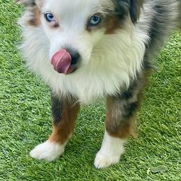 Ringo - Blue merle male Toy Australian Shepherd puppy in Campbell, California from Mini AussieDoodle Puppies