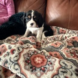 Ms. Pink - Tri-color female Cavalier King Charles Spaniel puppy in Rocky Ford, Colorado from Scofield Cavaliers