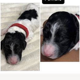 Red Collar - Parti female Poodle puppy in League City, Texas from Chauffeured Poodles