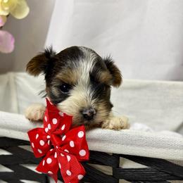 Noel - Parti male Yorkshire Terrier puppy in Illinois from Pretty Little Yorkies