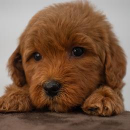 Sage Grey - Red  male Goldendoodle puppy in Lafayette, Alabama from Sweethaven Kennels