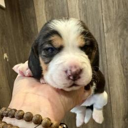 Aqua Boy - Black white and tan male Beagle puppy in Viper, Kentucky from Mountain Top