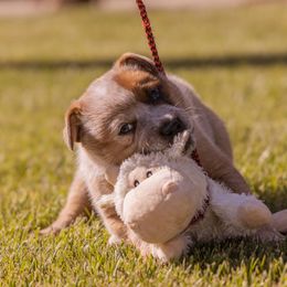 Australian Cattle Dog Puppies from Drakes Australian Cattle Dogs