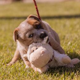 Australian Cattle Dog Puppies from Drakes Australian Cattle Dogs